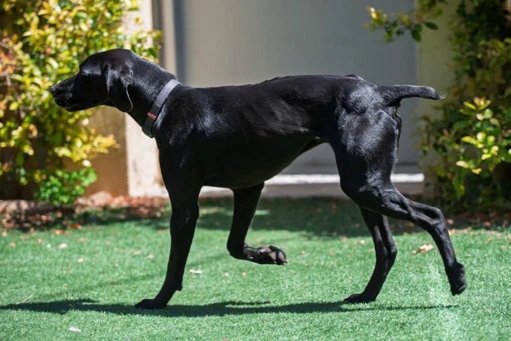 PETIFYC10546 photo 2