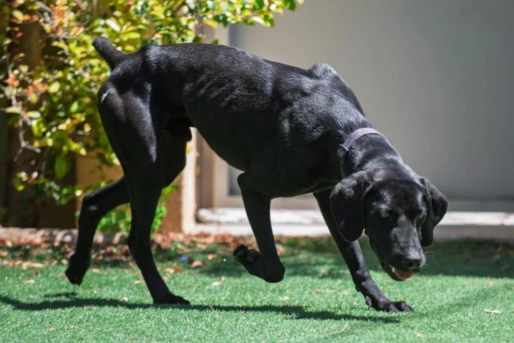 PETIFYC10546 photo 3