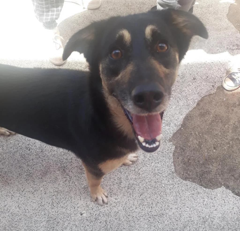 PETIFYC10567 photo 2