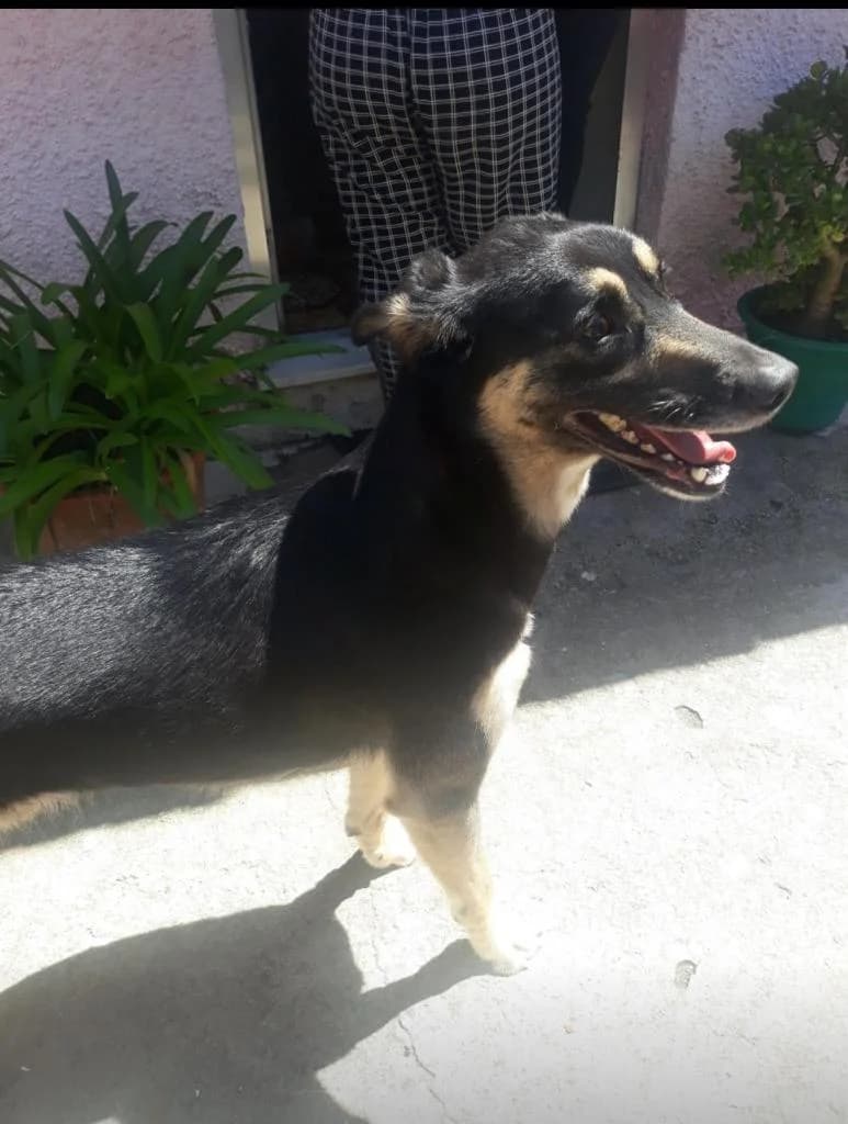 PETIFYC10567 photo 3