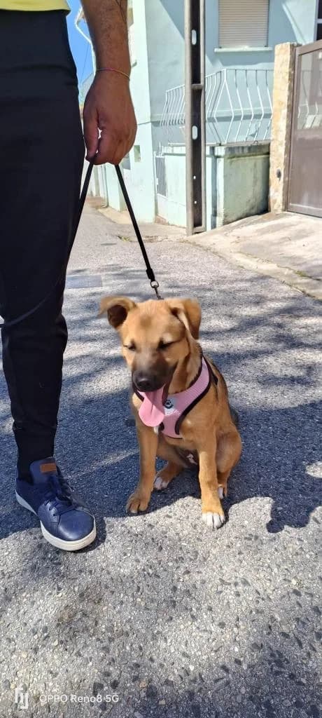 PETIFYC10567 photo 5