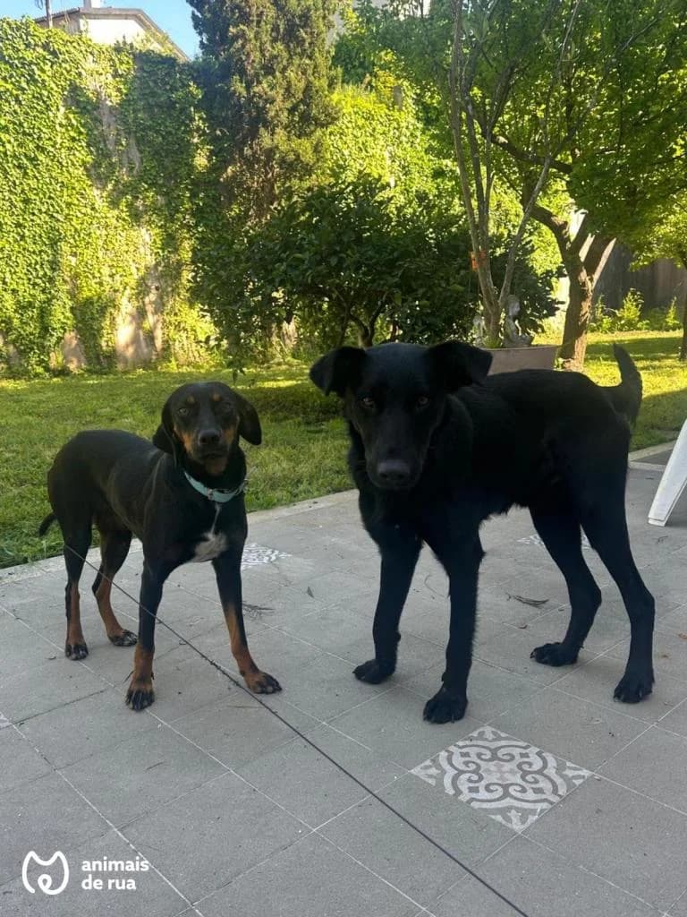 PETIFYC10572 photo 2