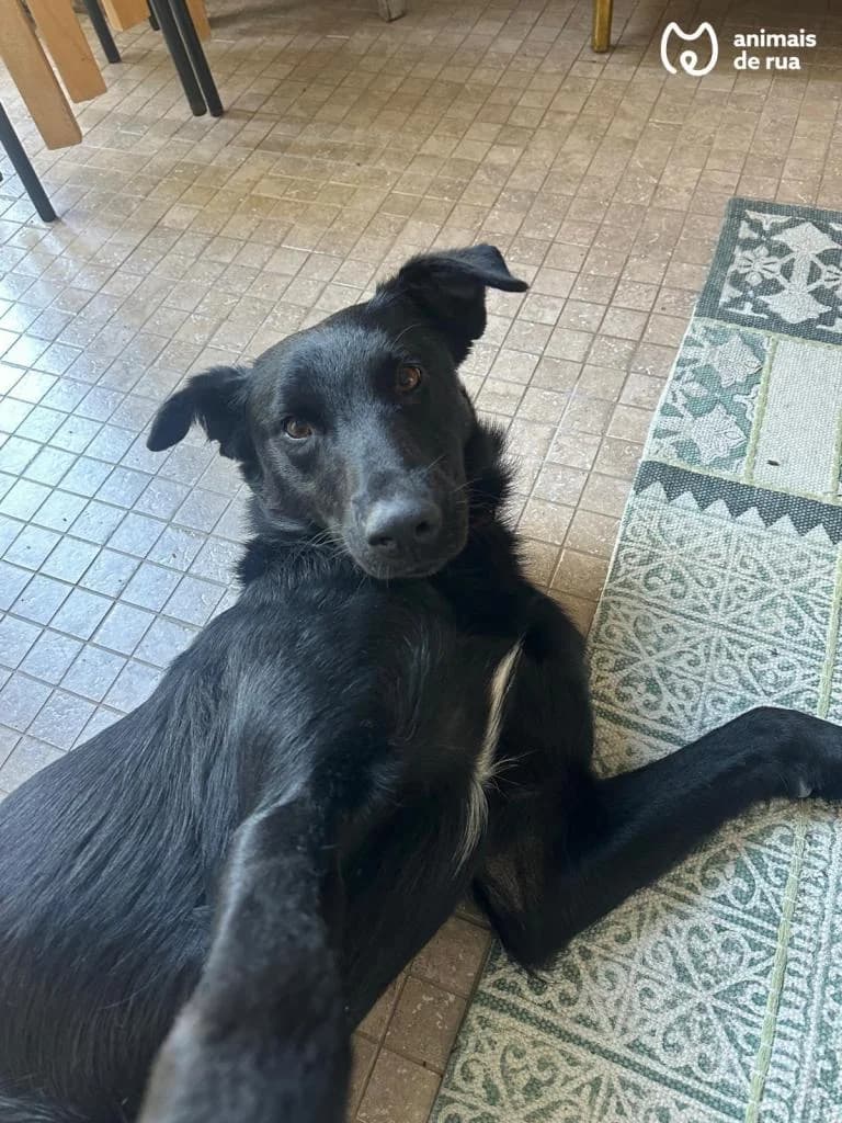 PETIFYC10572 photo 3