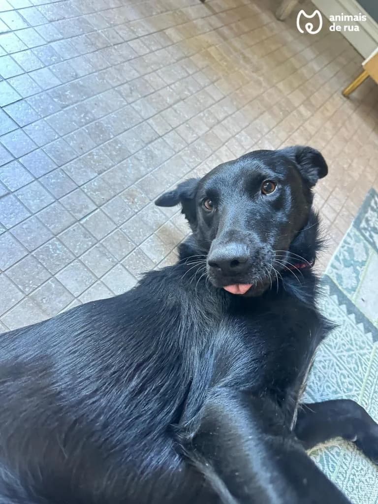 PETIFYC10572 photo 4