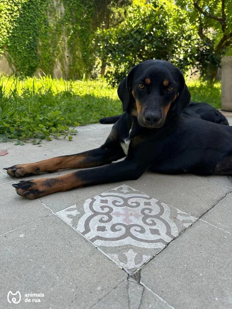 PETIFYC10572 photo 6