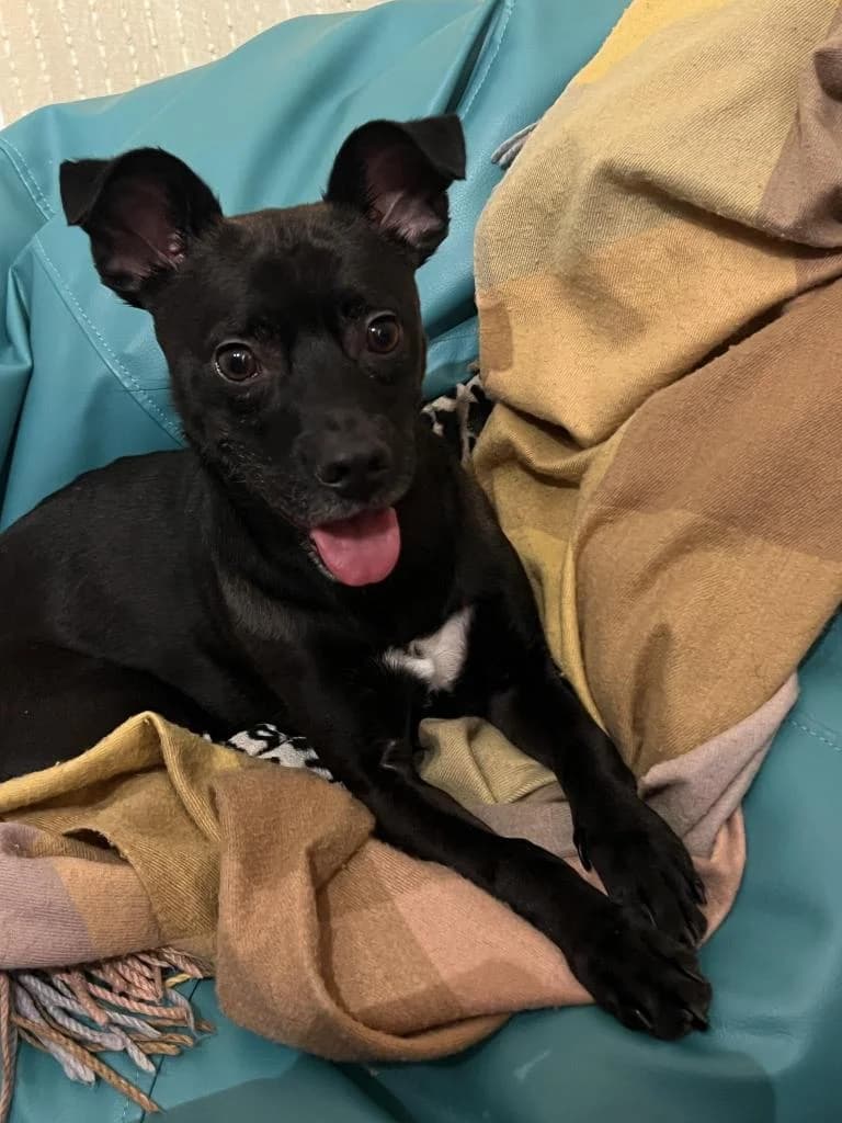 PETIFYC10588 photo 2