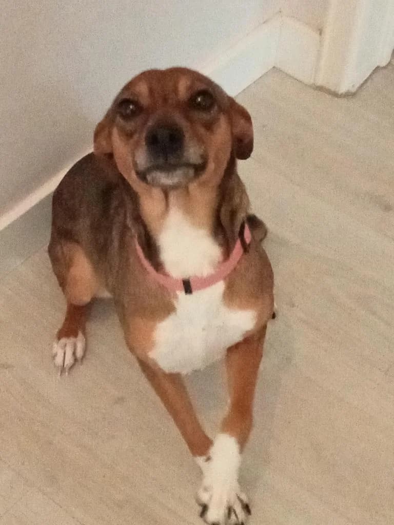 PETIFYC10600 photo 5