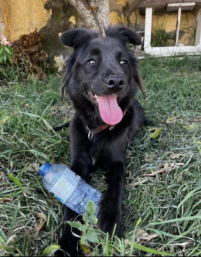 PETIFYC10605 photo 2