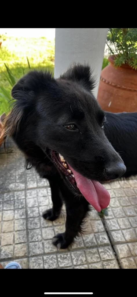 PETIFYC10605 photo 3