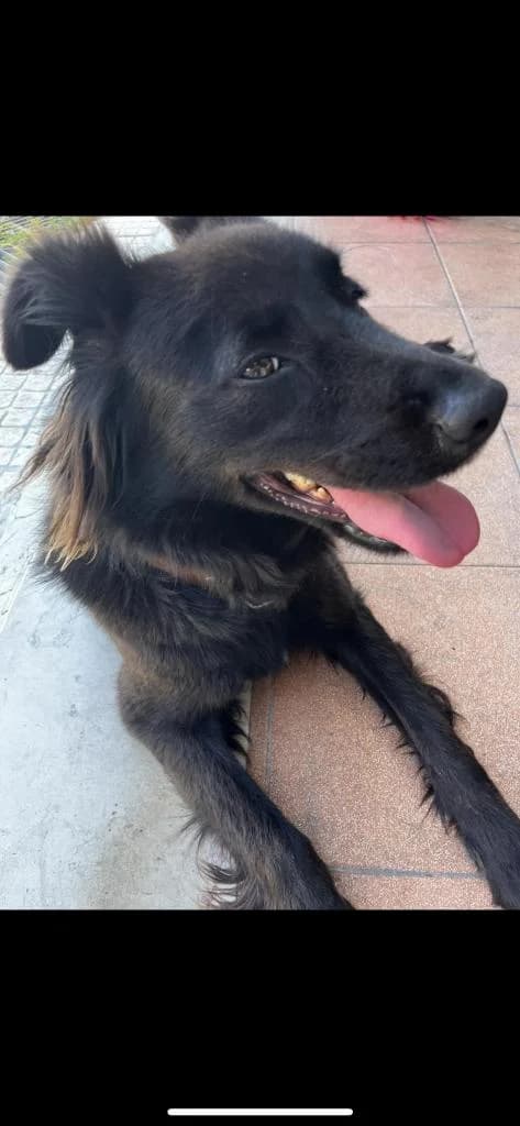 PETIFYC10605 photo 4