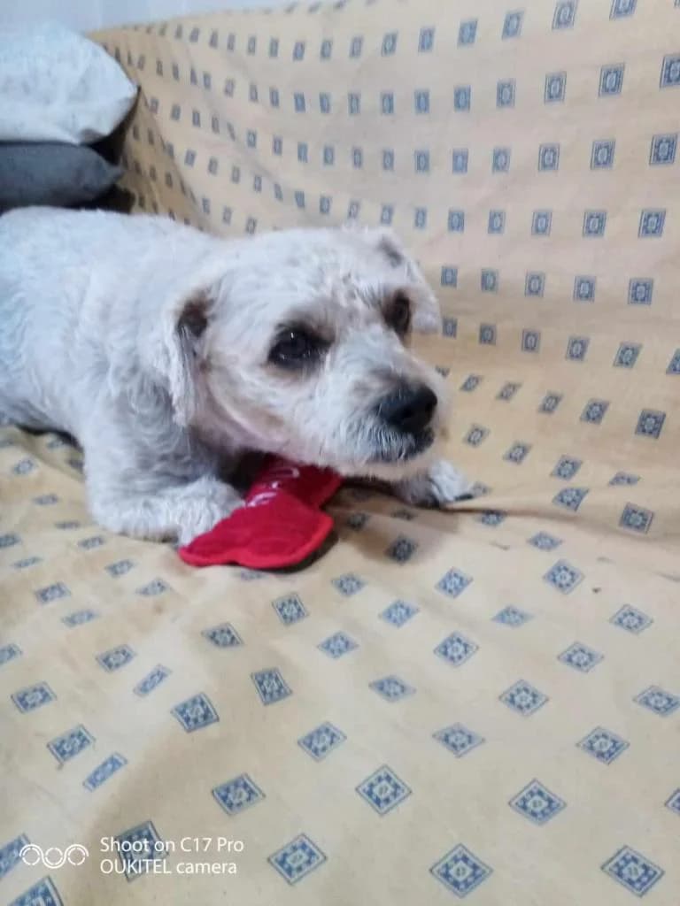 PETIFYC10613 photo 2