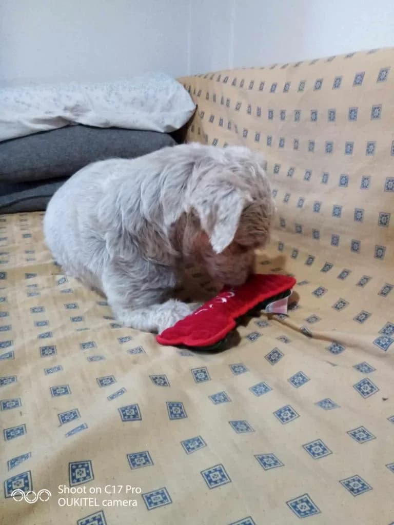 PETIFYC10613 photo 3