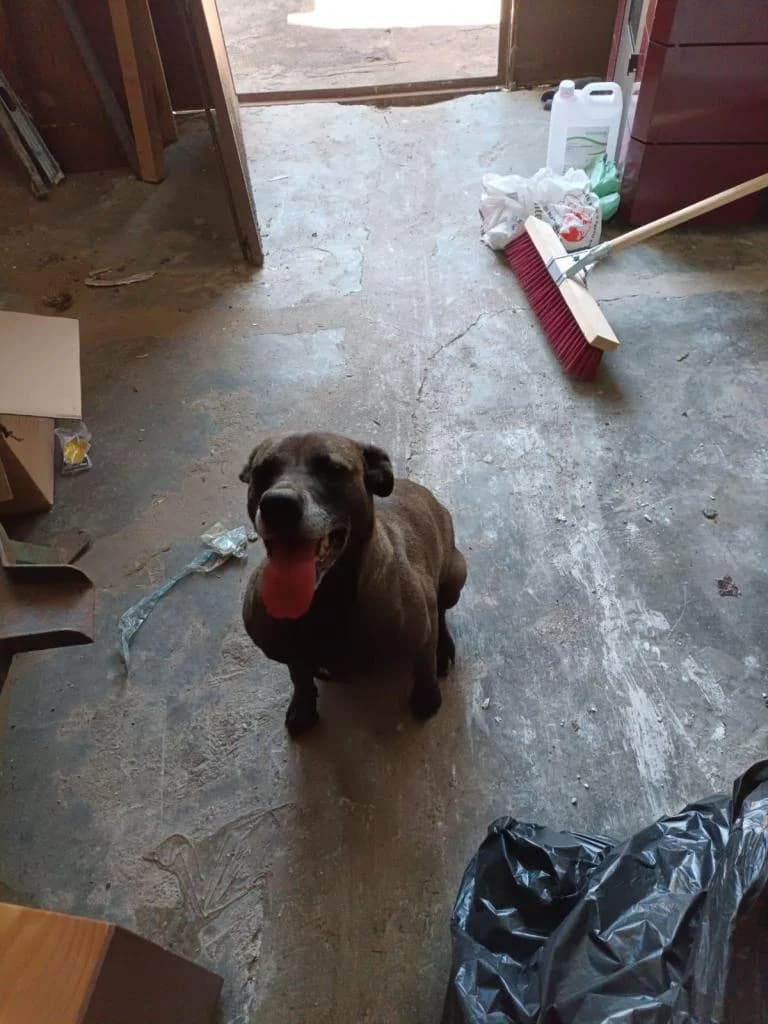 PETIFYC10615 photo 2