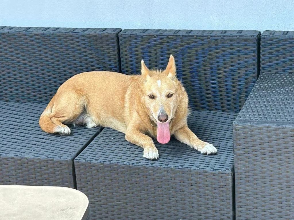 PETIFYC10642 photo 3