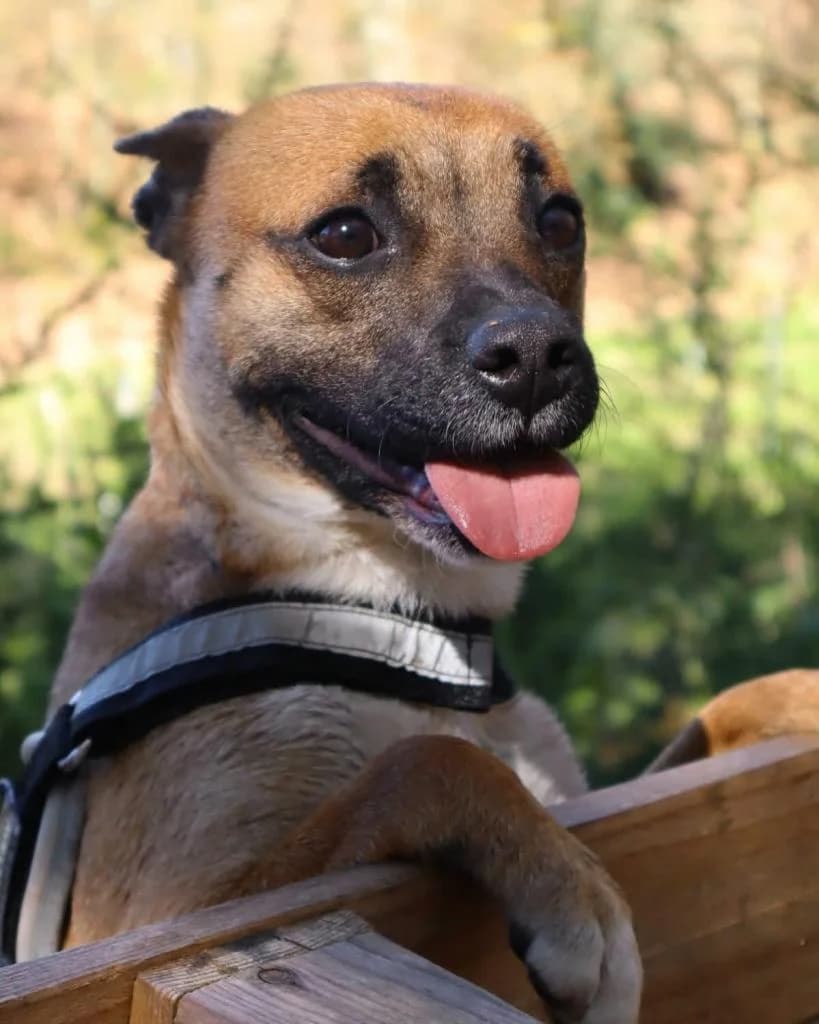 PETIFYC10647 photo 3