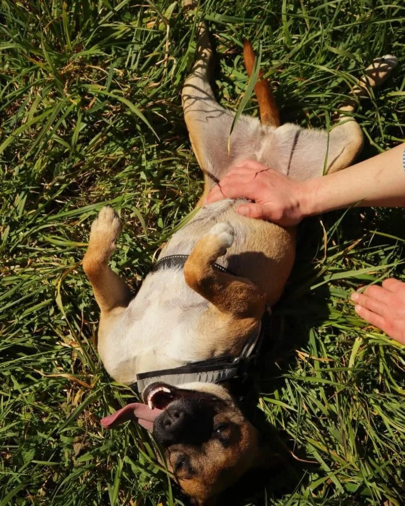 PETIFYC10647 photo 4