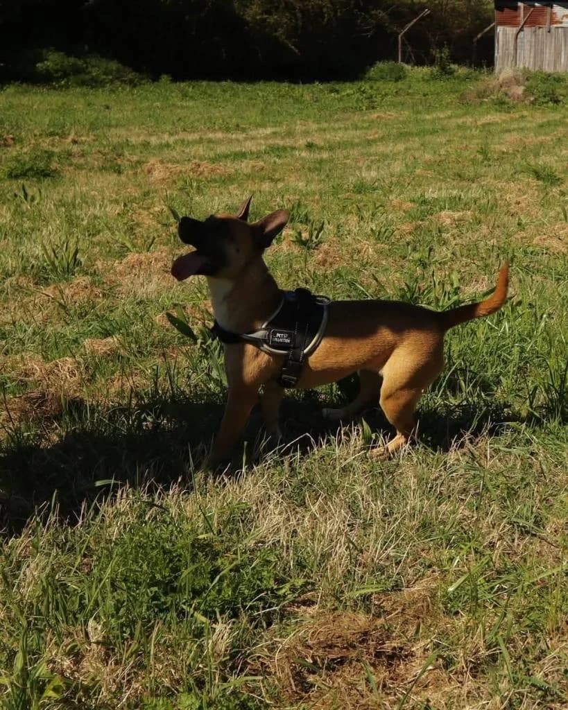 PETIFYC10647 photo 6