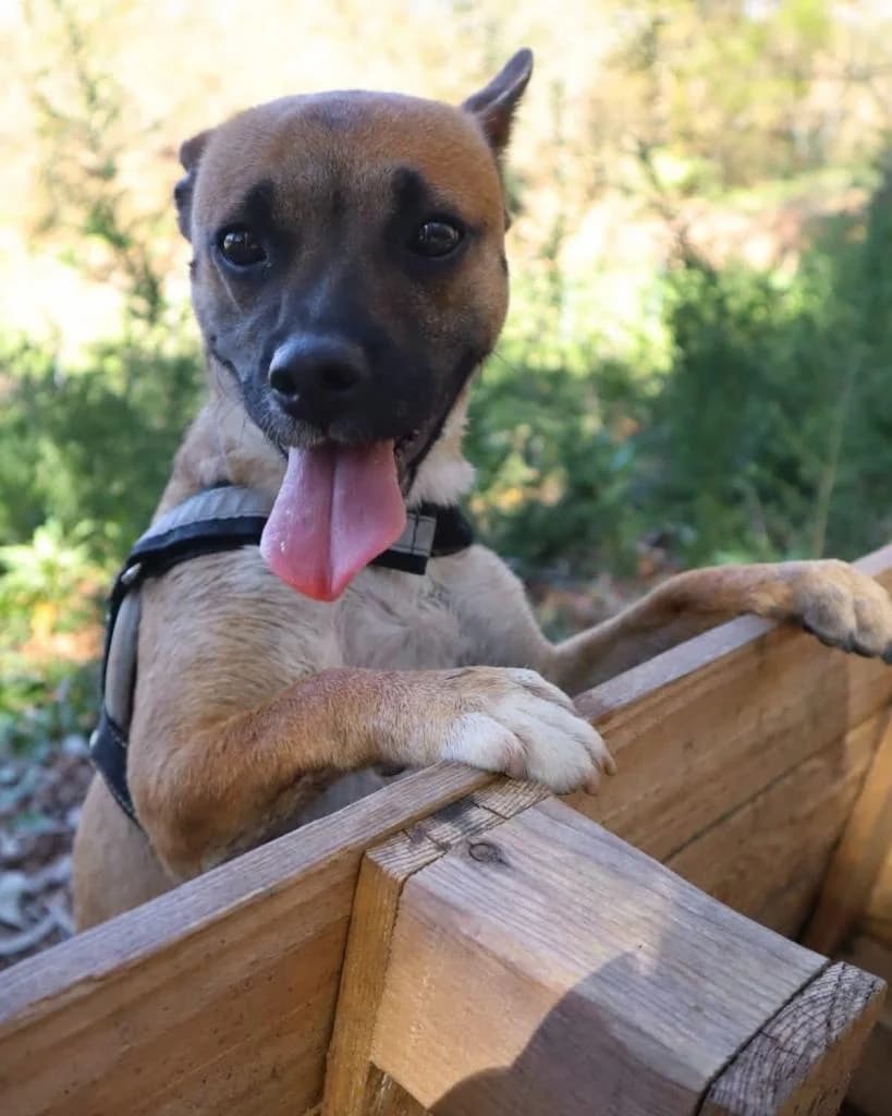 PETIFYC10647 photo 7