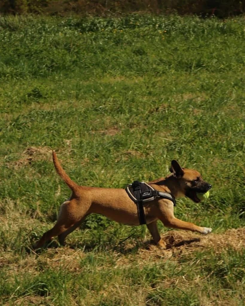 PETIFYC10647 photo 8