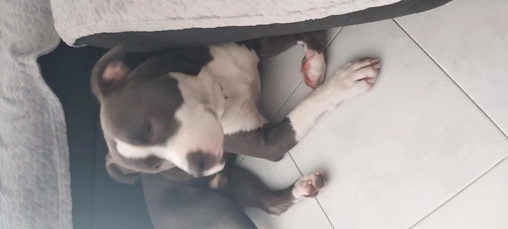 PETIFYC10668 photo 2