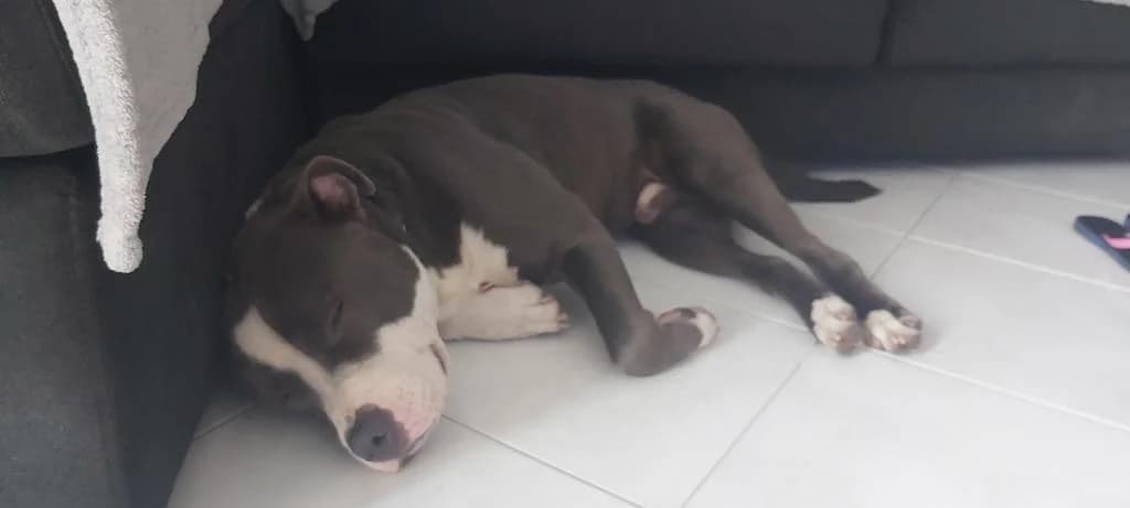 PETIFYC10668 photo 4