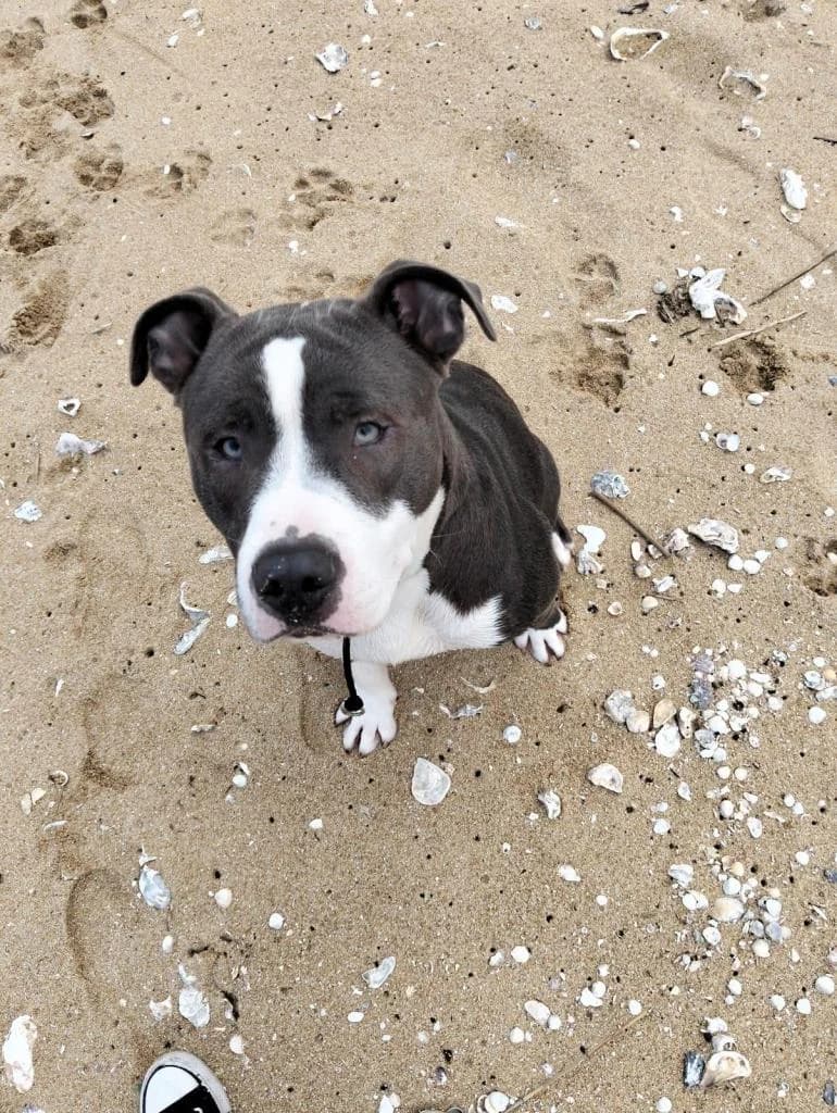 PETIFYC10668 photo 5