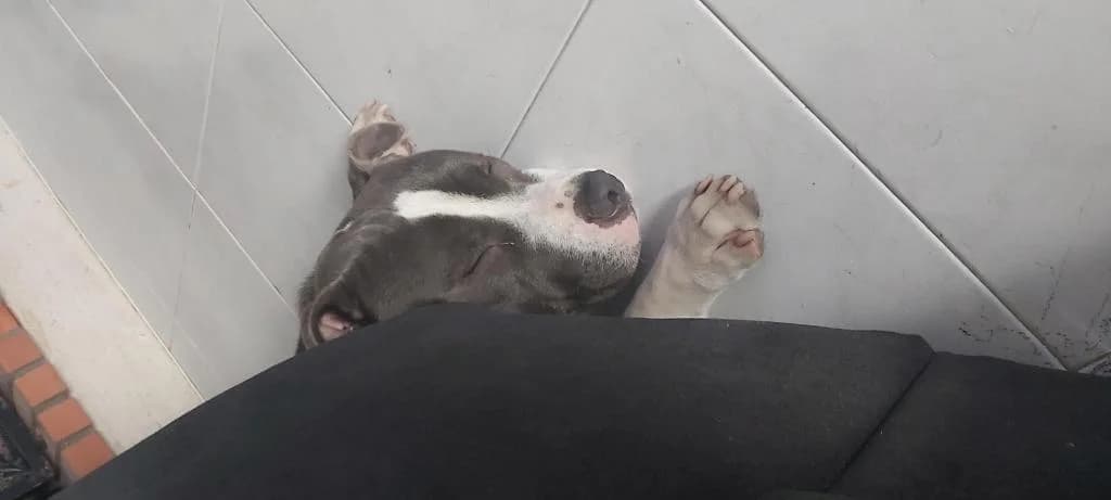 PETIFYC10668 photo 6