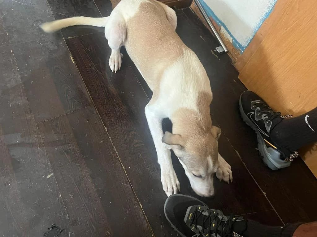 PETIFYC10687 photo 2