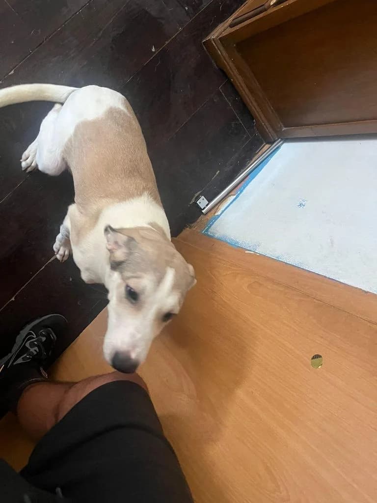 PETIFYC10687 photo 3