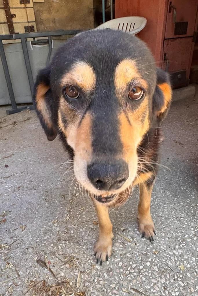 PETIFYC10699 photo 2