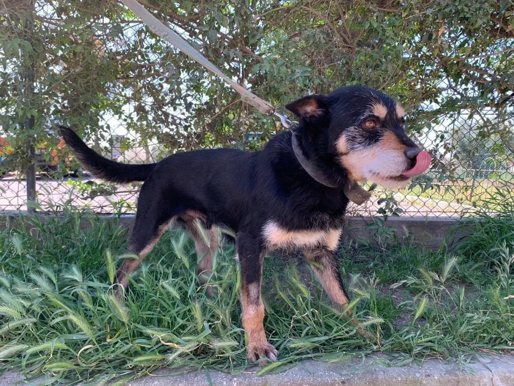 PETIFYC10699 photo 5