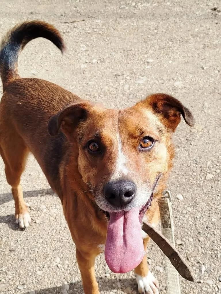 PETIFYC10734 photo 6