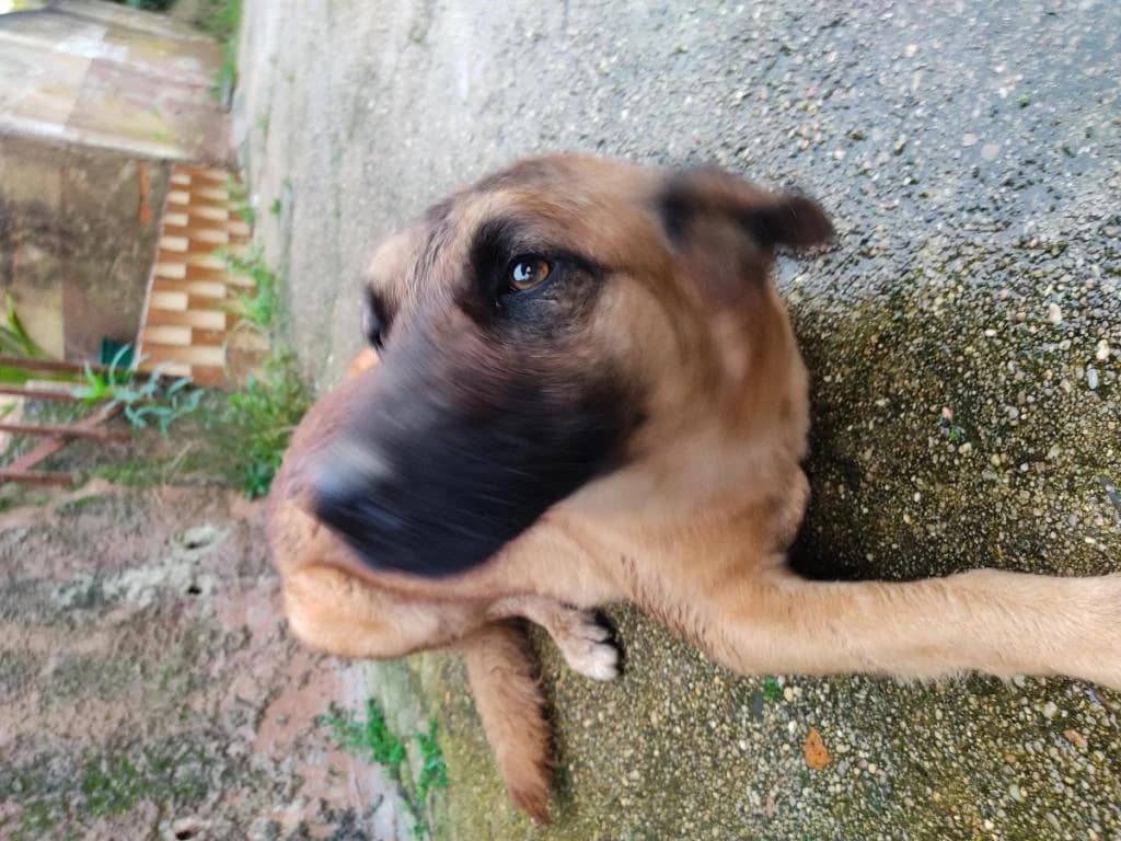 PETIFYC10736 photo 7