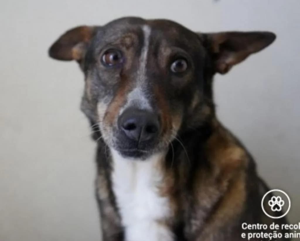 PETIFYC10736 photo 8