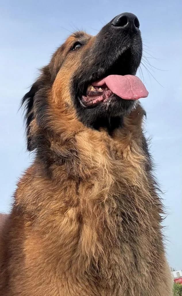 PETIFYC10737 photo 2