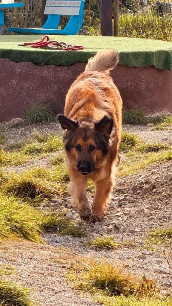 PETIFYC10737 photo 6