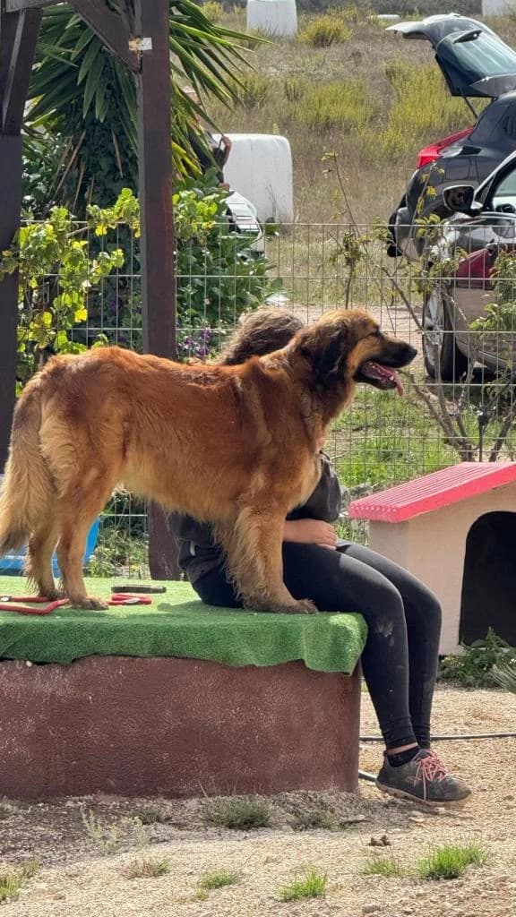 PETIFYC10737 photo 8