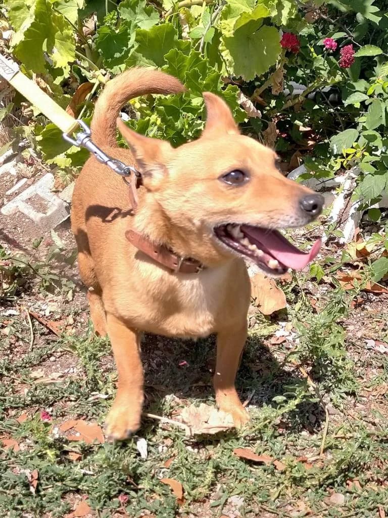 PETIFYC10738 photo 2