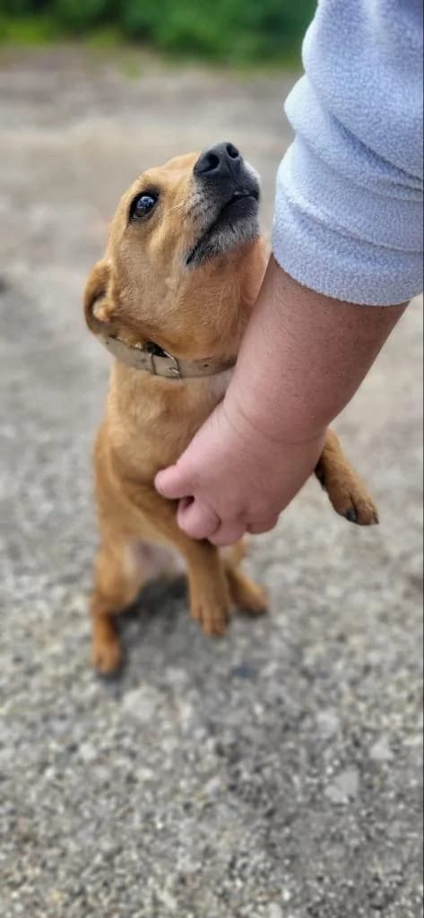 PETIFYC10738 photo 3