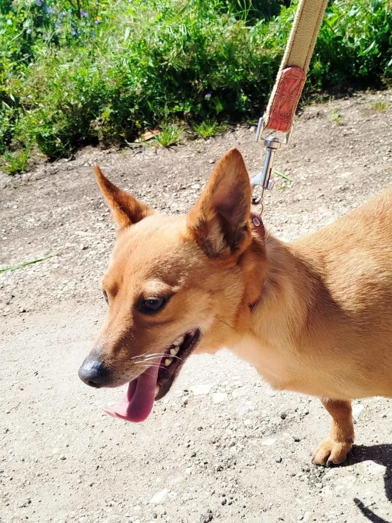 PETIFYC10738 photo 7