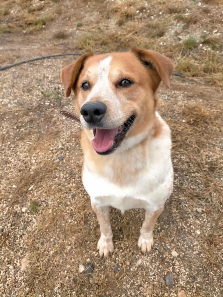 PETIFYC10739 photo 6