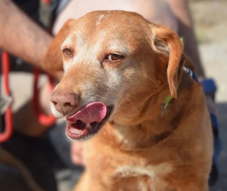 PETIFYC10740 photo 3