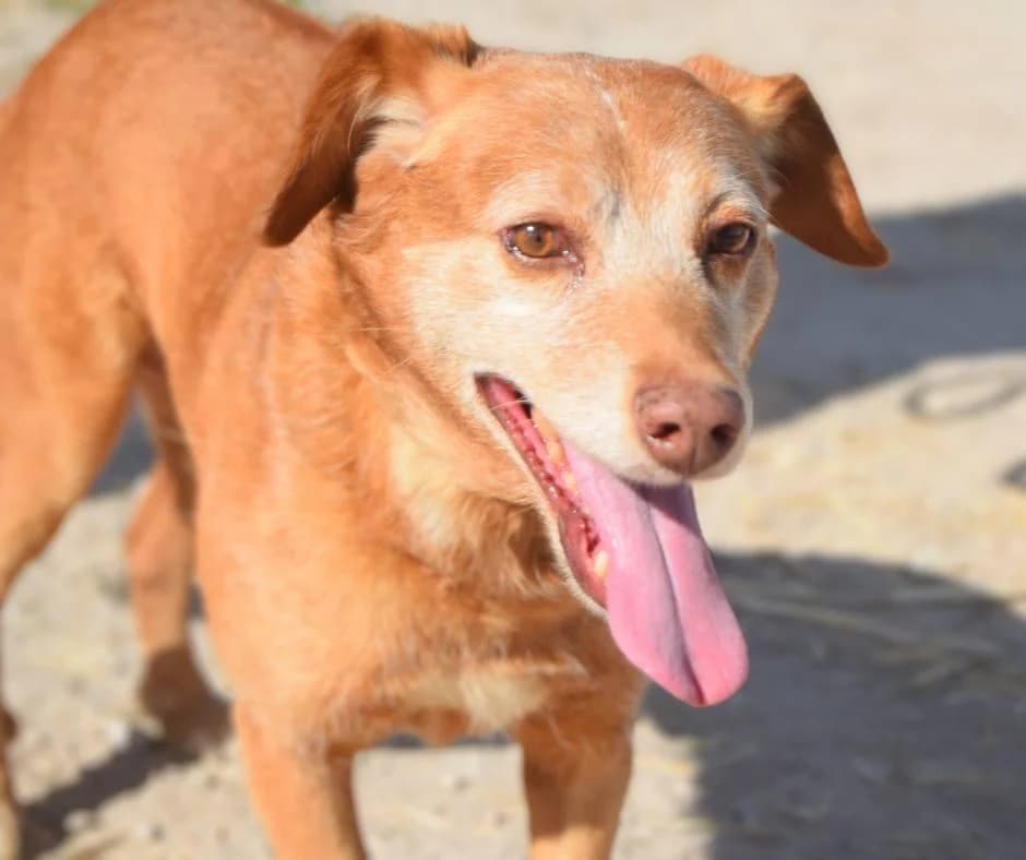 PETIFYC10740 photo 4