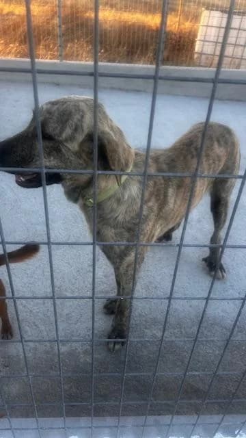 PETIFYC10746 photo 3