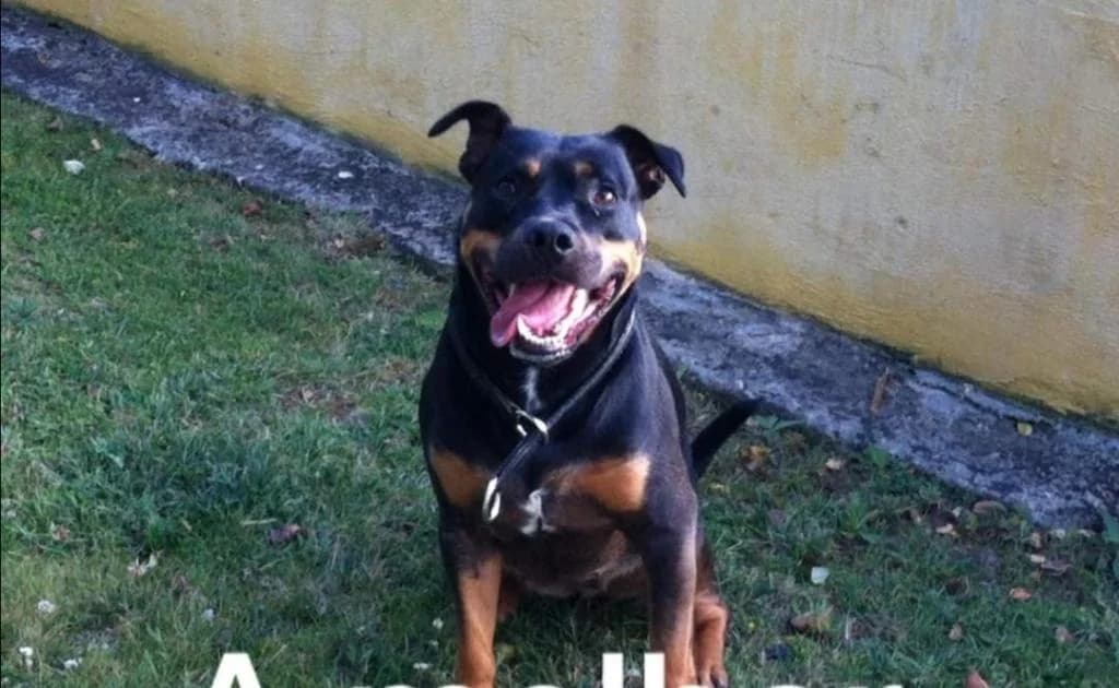 PETIFYC10747 photo 4