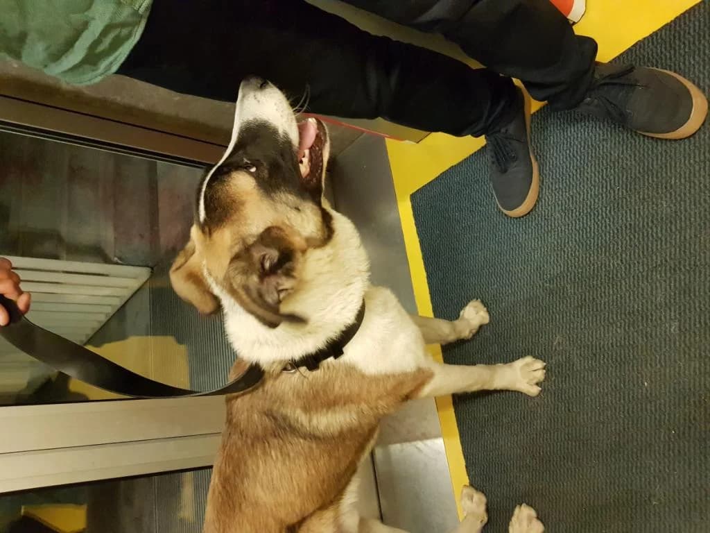 PETIFYC10768 photo 3