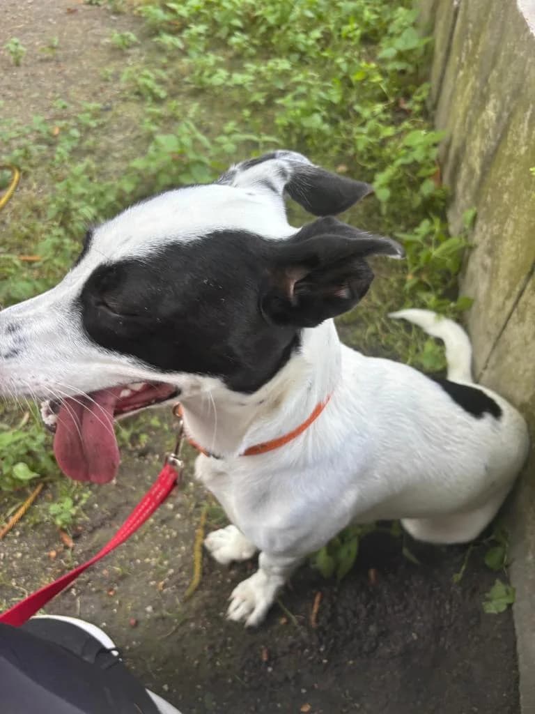 PETIFYC10809 photo 3