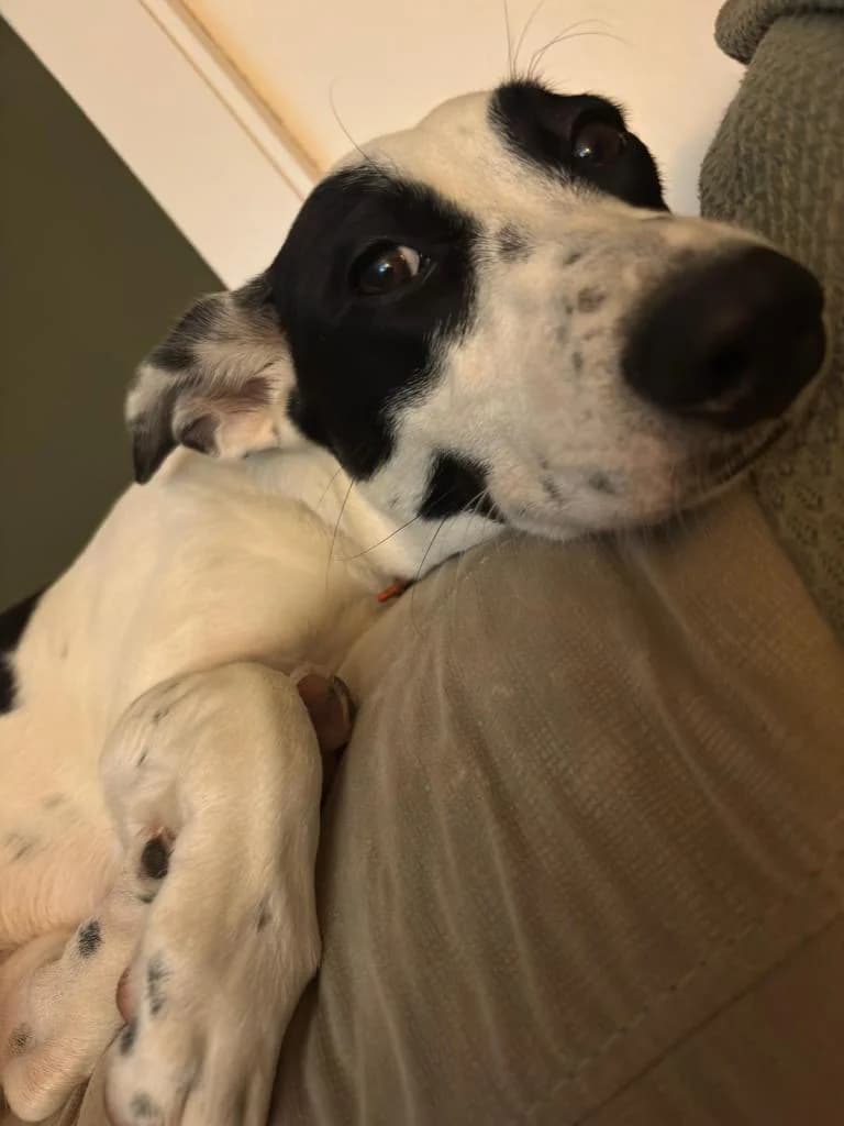 PETIFYC10809 photo 4