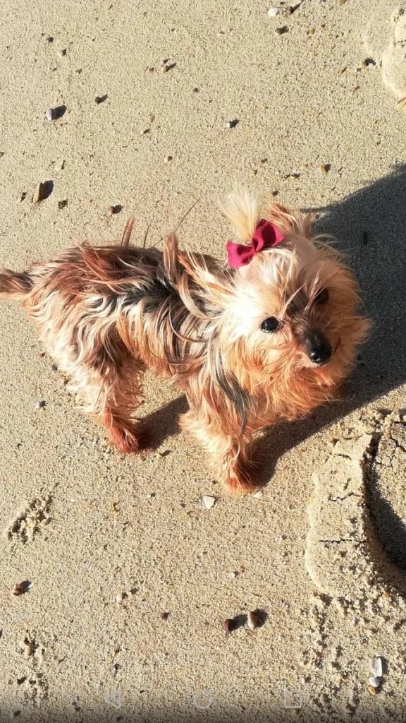 PETIFYC10809 photo 8