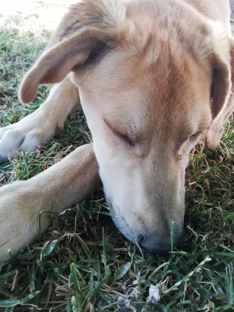 PETIFYC10819 photo 3